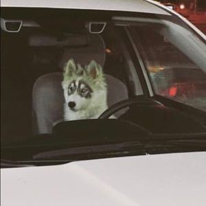 Meet your Posher, Mia